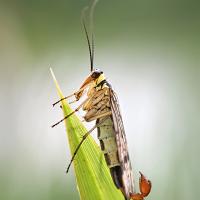 Scorpion Fly OLYMPUS DIGITAL CAMERA